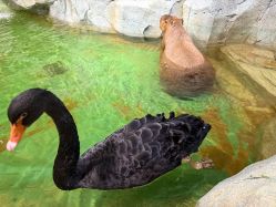 -Zoolung Zoolung动物主题公园(海信广场店)