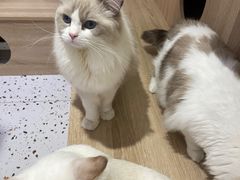 -Umiao与猫咖啡 猫咖