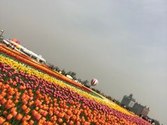 -荷兰花海