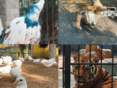 -荆州中山公园动物园