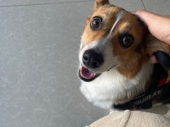 -瑞派福兴宠物医院犬猫全科·骨科·中西医结合(河东店)