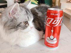 -飞行喵MR PILOT|猫舍·猫咖(静安大融城店)