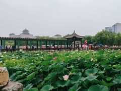 -莲花池公园