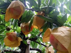 -老袁家蜜桃农场·阳山水蜜桃