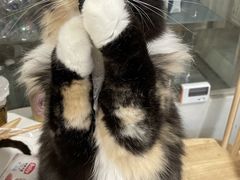-楼上猫咖(罗湖店)