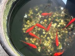 -到家尝北京菜(西坝河店)