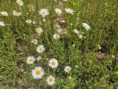 -羊亭河湿地公园