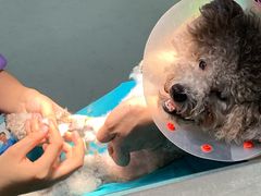 -北京恒爱动物医院(清景园分院)