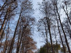 -上海共青森林公园