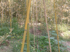 -紫竹院公园冰场