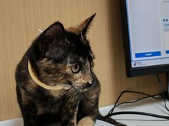 -瑞派康怡24h宠物医院·犬猫医疗中心·微创绝育(瑞景分院)
