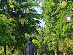 -凤城河风景区