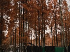 -黄海国家森林公园