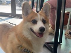 -心仪动物医院·牙专科·肿瘤·心脏科(西客站院)