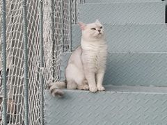 -喵屿·大理花园猫咖