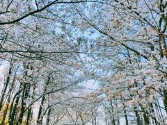 -上海共青森林公园