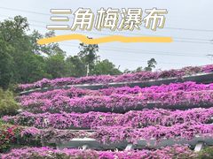 -深圳市中科院仙湖植物园