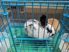 -曲阳花鸟市场(曲阳路店)