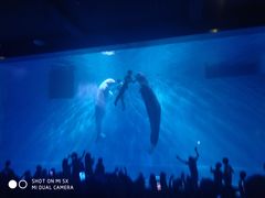 -芜湖新华联大白鲸海洋公园