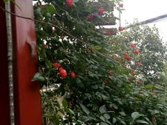 -陈熹公民族美食文化餐厅(中华广场店)