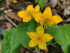 -五女峰国家森林公园