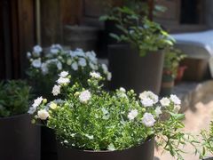 -蓝壁虎咖啡酒馆