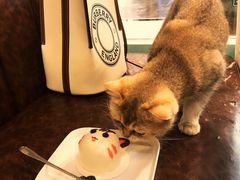 -猫小院猫主题餐厅(三里屯店)