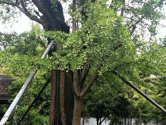 -上海佘山国家森林公园天马山园