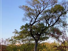 -同济大学(嘉定校区)