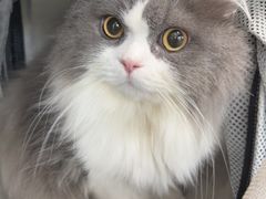 -顺强宠物诊所·狂犬免疫·夜诊·骨科(嘉定店)