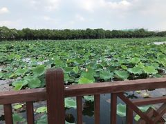-荷塘月色湿地公园·向阳花洲