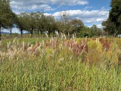-野鸭湖国家湿地公园