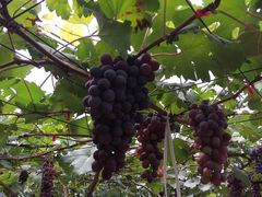 -海堤葡萄园中小学生研学基地