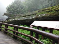 -阿里山神木遗迹