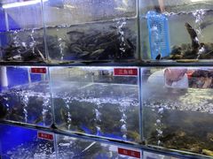 水产区-石锅苗苗鱼(武汉首店)