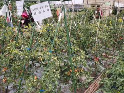 -梦田都市农场(银泰城店)