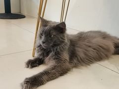 -平行世界·猫咖(首经贸店)
