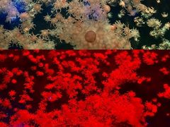 -珠海长隆海洋王国