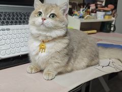 -安安宠医宠物医院·异宠·犬猫内科(岳阳分院)
