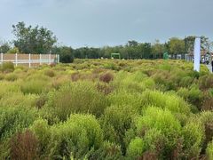 -天津东丽湖风景区