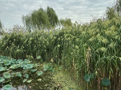 -无锡蠡湖国家湿地公园-蠡园