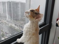-山宅一喵德文卷毛猫舍
