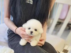 -萌宠之家·腊肠犬·马尔泰·小体犬舍