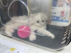 -瑞鹏宠物医院·普外科·影像科·皮肤科(城市山谷分院)