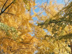 -三里屯东五街银杏大道