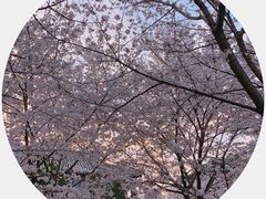 -武汉大学-樱园