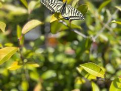 -三鹰之森吉卜力美术馆