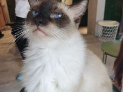 -猫儿山۰猫主题餐厅