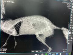 -瑞派·关忠动物医院·异宠专科·犬猫肿瘤·皮肤专科(望京店)