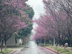 -四川大学(江安校区)